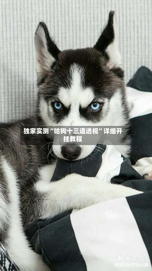 独家实测“哈狗十三道透视	”详细开挂教程-第1张图片