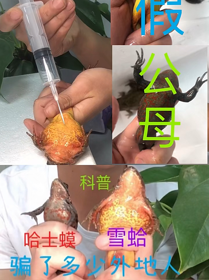 必看科普“哈灵一直输要歇几天吗”(确实真的有挂)-第2张图片