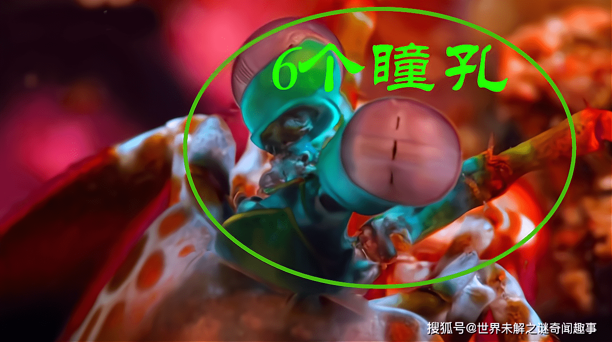 必备科技“皮皮跑胡子有挂吗”详细开挂玩法-第2张图片