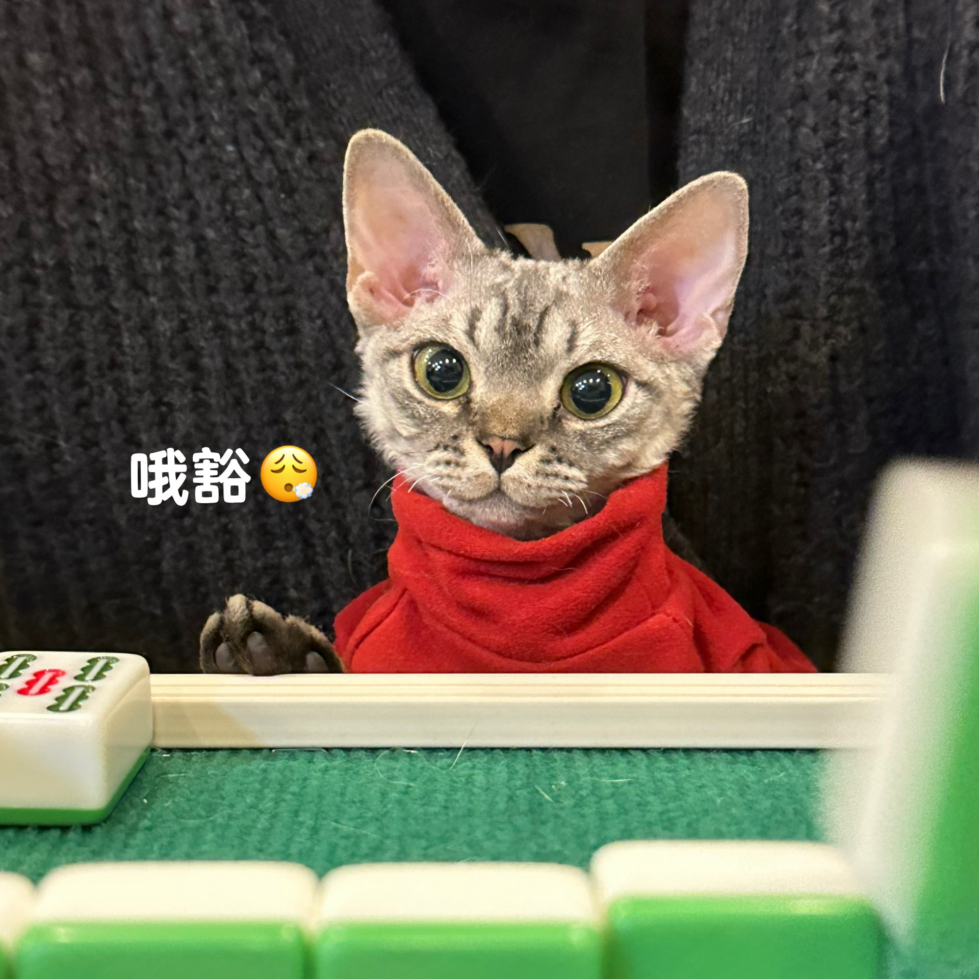 推荐必备“福安爱来麻将有挂吗”原来真实可以装挂-第1张图片