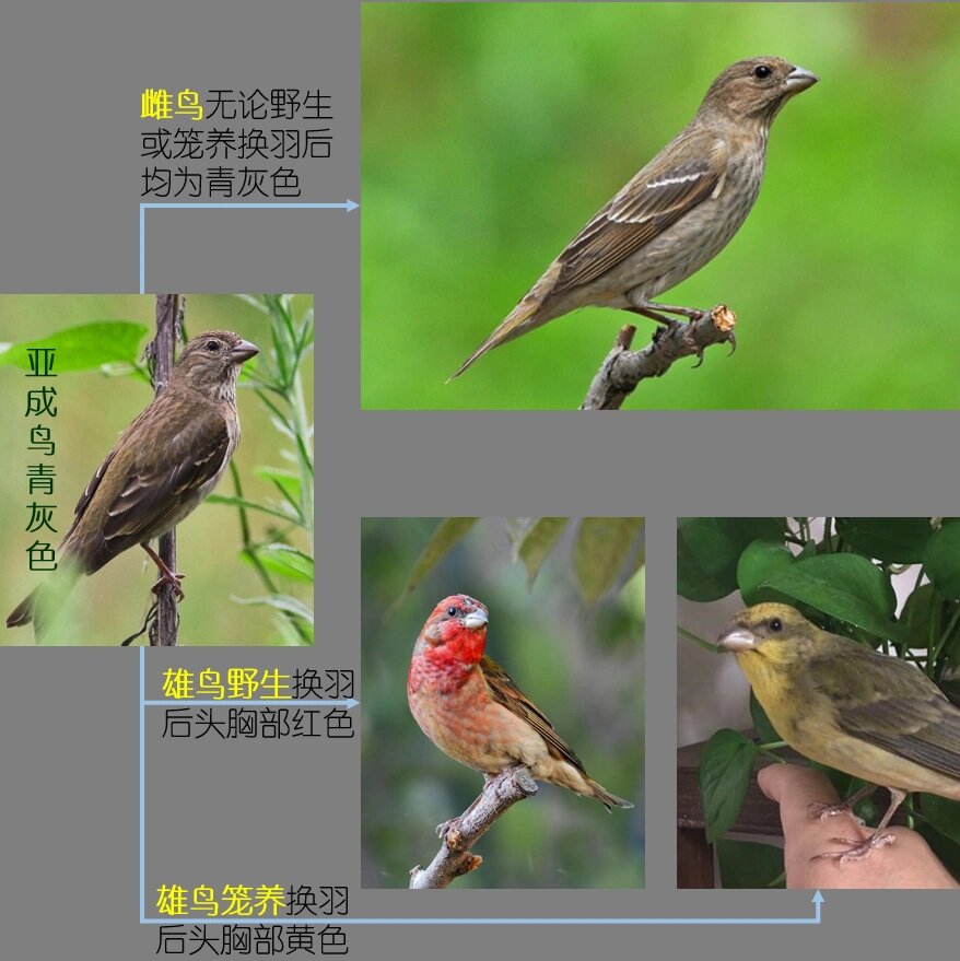 推荐必备“微信雀神麻将提高胜率	”开挂神器安装下载-第1张图片